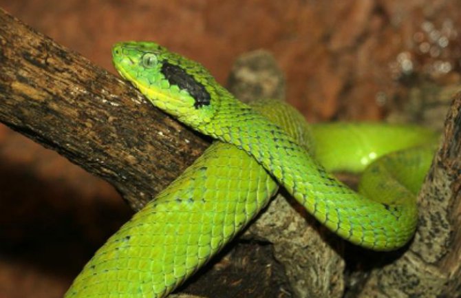 Zmijski otrov lijek za Alchajmerovu bolest?