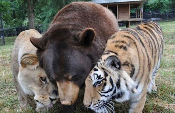 Tigar, lav i medvjed nerazdvojni već 15 godina (VIDEO)