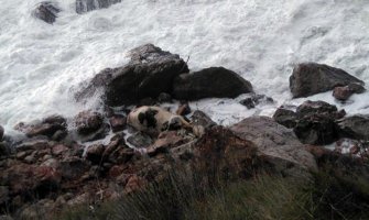 Leš krave na obali mora u Baru (FOTO)