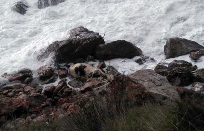 Leš krave na obali mora u Baru (FOTO)