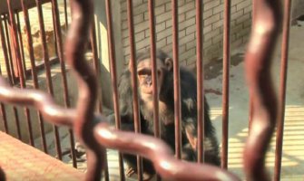   Djeca zadirkivala majmuna u Beo zoo-vrtu, a on im odgovorio (Video)