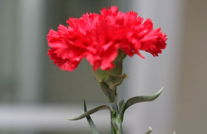 Dajte prava, ne samo karanfile!