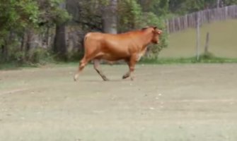 Pomahnitala krava jurila fudbalere po terenu (Video)
