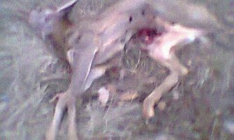 U Nikšiću ubijeno lane?