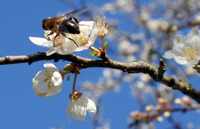 Evo kakvo nas vrijeme očekuje do kraja sedmice 
