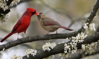 U nedelju počinje proljeće!
