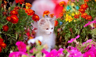 Počelo proljeće, temperatura do 18 stepeni