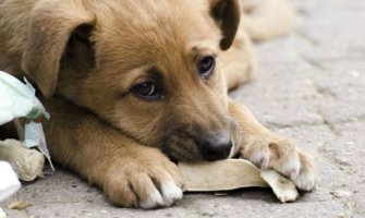 Akcija „Siguran Dom“: Napravili  deset kućica za ulične pse