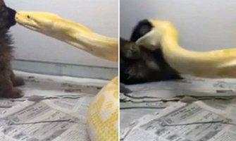 Pustio pitona samo da vidi hoće li pojesti psa (Video)