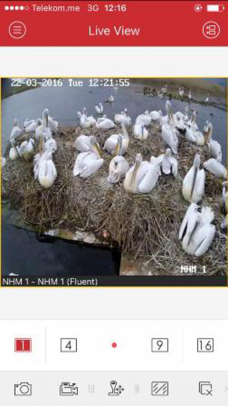 pelikanignijezdjenje