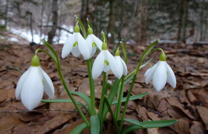 Evo kakvo nas vrijeme očekuje do srijede