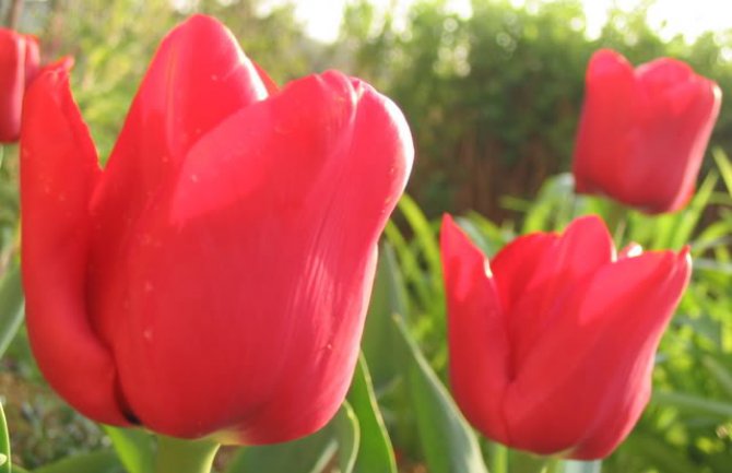 Evo kakvo nas vrijeme očekuje do petka