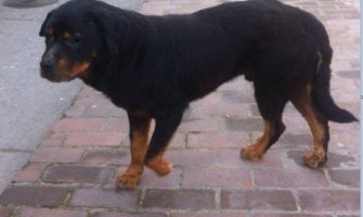 Pseći život na ulicama Podgorice