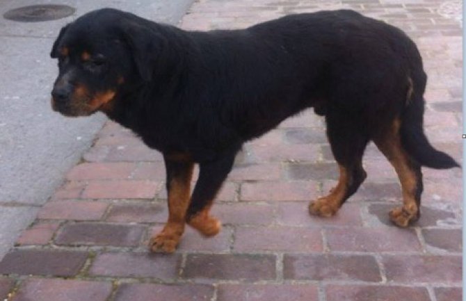 Pseći život na ulicama Podgorice