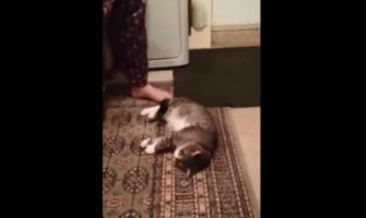 Lukava maca se pravi mrtva da ne bi išla u šetnju (VIDEO)