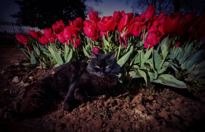 Istanbul u cvjetnom ruhu, počeo festival tulipana(FOTO)