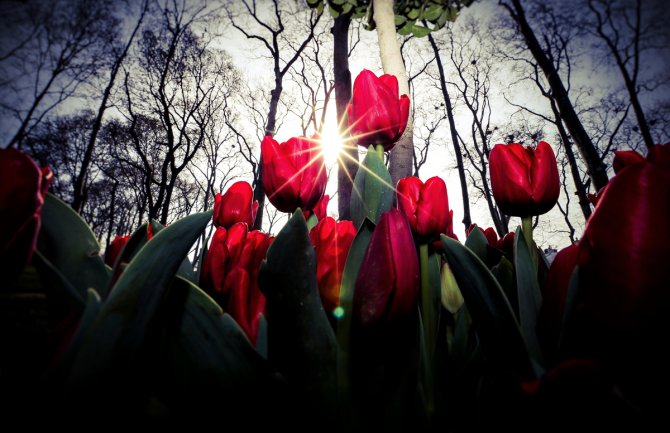 Danas sunčano, temperatura do 25 stepeni