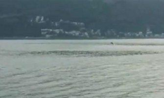 Čarobna igra delfina u Hercegnovskom zalivu (Video)