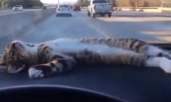 Upoznajte neodoljivu mačku Rori: Ona uživa dok je drugi voze (VIDEO)