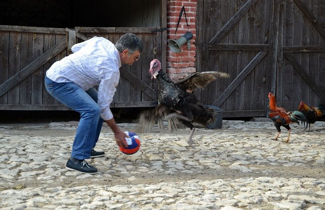 Ovako nešto niste vidjeli: Upoznajte ćurku koja igra fudbal (FOTO)