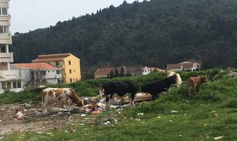 U Sutomoru  krave jedu na deponijama