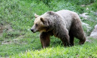 Slovenci Špancima poslali medvjeda za parenje, napravio genetski haos