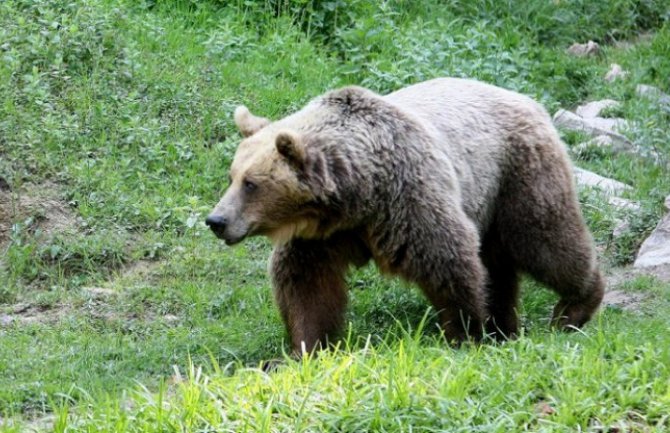 Slovenci Špancima poslali medvjeda za parenje, napravio genetski haos