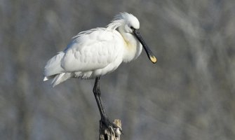 Čaplja kašikara prijedlog za novu poštansku markicu