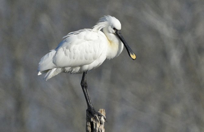 Čaplja kašikara prijedlog za novu poštansku markicu