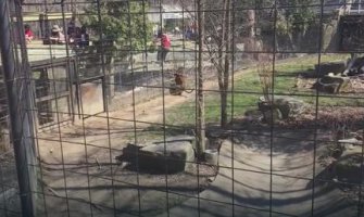 Zbog KAPE  skočila u kavez sa tigrom (VIDEO)