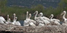 Rekordan broj pelikana u NP Skadarsko jezero: Ornitolozi izbrojali 160 ptica (Foto/Video)