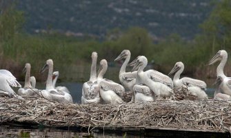 Rekordan broj pelikana u NP Skadarsko jezero: Ornitolozi izbrojali 160 ptica (Foto/Video)