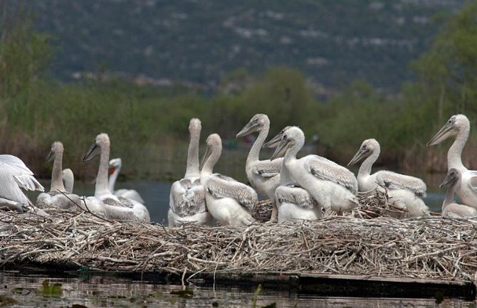 Rekordan broj pelikana u NP Skadarsko jezero: Ornitolozi izbrojali 160 ptica (Foto/Video)