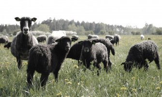 Kad bijele ovce pocrne!