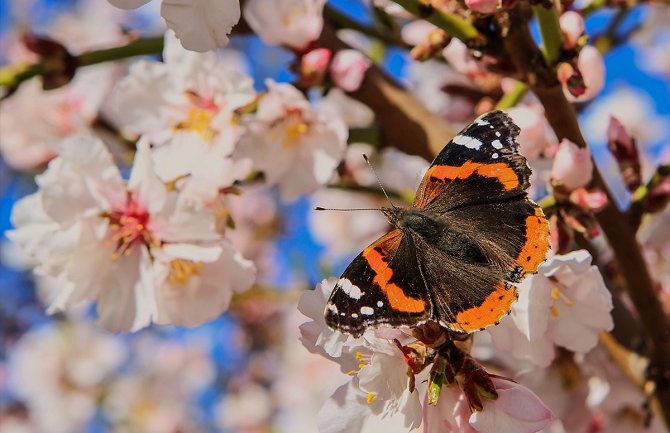 Danas sunčano do 25 stepeni, u nedelju snijeg