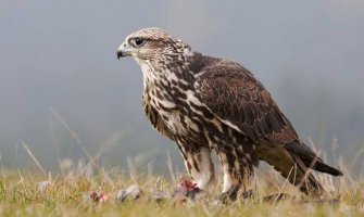 Crna Gora zemlja sokolova