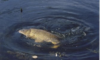 Inspekcija da ispita prodaju šarana