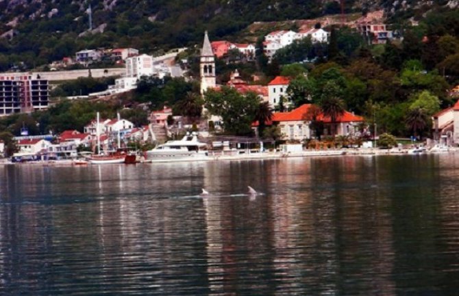  Ples delfina u Kotorskom zalivu (Foto)