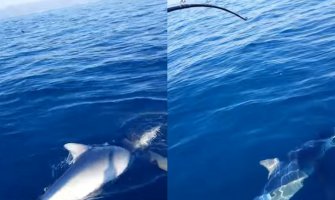 Zanimljiv ulov: Podgorički ribolovci uhvatili morskog psa (VIDEO)