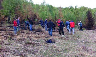 Zasadili smrču na području koje je opustošio požar