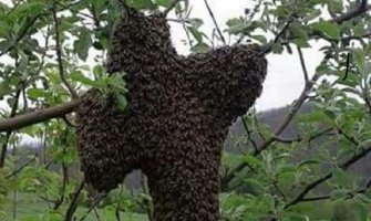 Pljevlja: Uoči Vaskrsa pojavio se roj pčela u obliku krsta (FOTO)