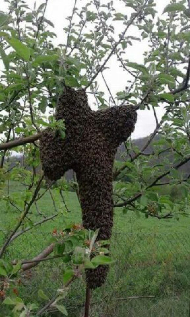 imaged77522a5929d140eb75fefc5344a0e5ba05f0d7992bc3544ba9f1ac6c1e3258fV288x480