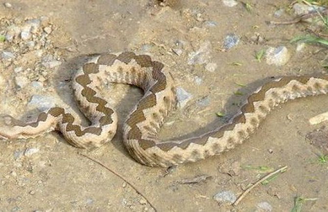 Kotor: Leglo zmija uništeno u starom gradu