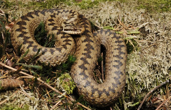 Podgorica: U Bloku pet ubijena otrovna zmija