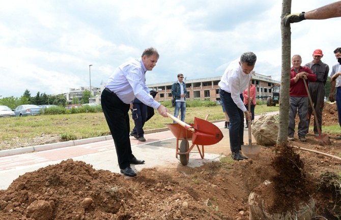 Zasađen novi drvored na Bulevaru Mihaila Lalića u Podgorici
