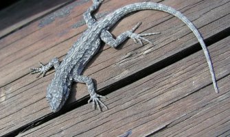 Bar: Gušter oštetio semafor