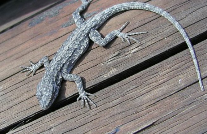 Bar: Gušter oštetio semafor