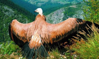 CZIP: Bjeloglavi sup nakon 10 godina krstario iznad Podgorice