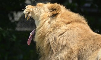 Pijani posjetilac zoo vrta ušao u kavez kako bi se 