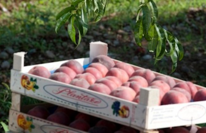 Počela berba breskve na Plantažama, prodavaće se po cijeni od 1.50 euro